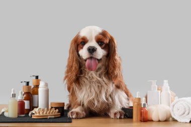 Yakışıklı süvari Kral Charles kozmetik ürünleri ve masaj fırçasıyla gri arka planda oturuyor.