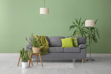 Oturma odasındaki yeşil duvarın yanındaki kanepe ve bitkiler.