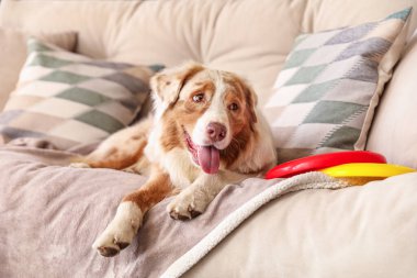 Şirin Avustralya çoban köpeği ve frizbi evdeki kanepede yatıyor.