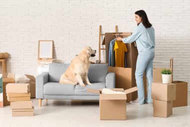 Genç bir kadın ve evde kutuları olan sevimli Labrador köpeği.