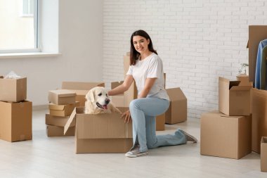 Genç, mutlu bir kadın ve taşınma gününde kutuları olan sevimli Labrador köpeği.