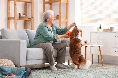 Kıdemli kadın yakışıklı şövalye Kral Charles Spaniel ile oynuyor.