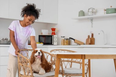 Genç Afro-Amerikalı kız sevimli süvari Kral Charles Spaniel 'i mutfakta sandalyede okşuyor.