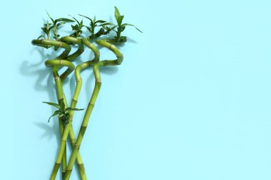 Mavi arkaplanda yeşil bambu sapları