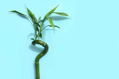 Mavi arkaplanda yeşil bambu sapı