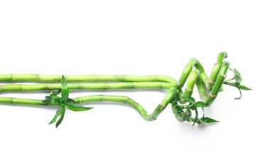 Green bamboo stems on white background