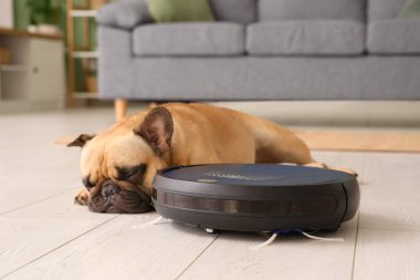 Evde robot elektrik süpürgesinin yanında yatan sevimli Fransız bulldog.