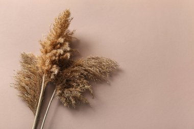 Renk arkaplanındaki kuru sazlıklar