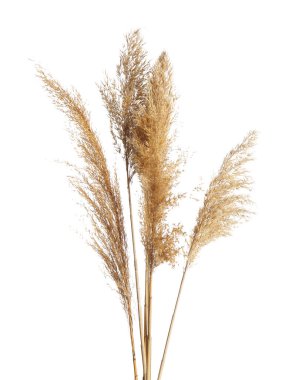 Beyaz arkaplanda izole edilmiş kuru sazlıklar