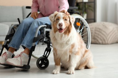 Evinde tekerlekli sandalyede genç bir kadının yanında servis köpeği var.