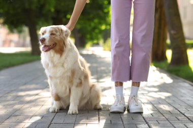 Parkta sahibi olan şirin bir Avustralya çoban köpeği.