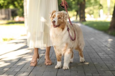 Parkta yürüyen şirin Avustralyalı çoban köpeği.