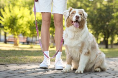 Parkta sahibi olan şirin bir Avustralya çoban köpeği.