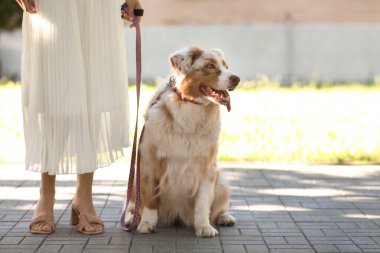 Parkta sahibi olan şirin bir Avustralya çoban köpeği.