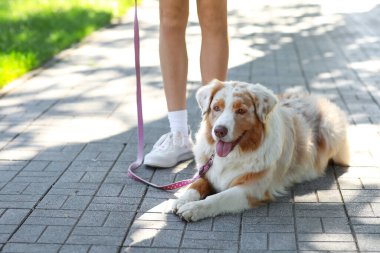 Parkta sahibi olan şirin bir Avustralya çoban köpeği.