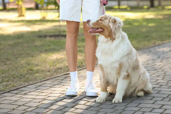 stock image Cute Australian Shepherd dog with owner in park