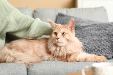 Evinde sevimli Maine Rakun kedisiyle kanepede oturan genç bir kadın.