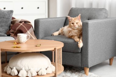 Şirin Maine Rakunu evde gri koltukta yatıyor.