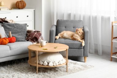 Şirin Maine Rakunu evde gri koltukta yatıyor.