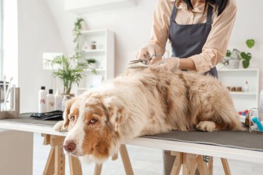 Kadın kuaför, kuaförde Avustralya çoban köpeğinin saçını kesiyor.