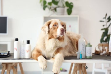 Tatlı Avustralyalı çoban köpeği ve evcil hayvan ürünleri kuaförde masada yatıyor.