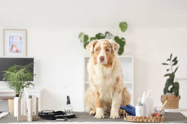 Salondaki masada evcil hayvan aksesuarları olan sevimli Avustralya çoban köpeği.