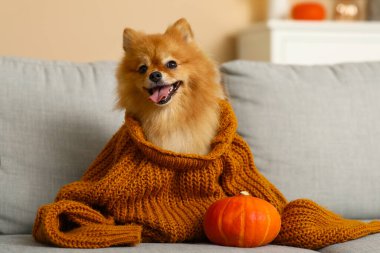 Evdeki kanepede balkabaklı, sıcak süveterli şirin Pomeranya köpeği oturuyor.