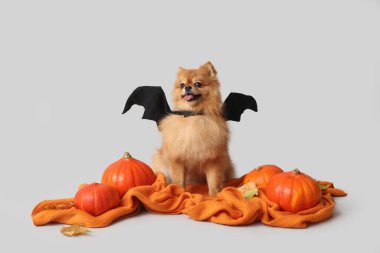 Yarasa kanatlı, balkabaklı, sonbahar yapraklı ve gri arka planda oturan sevimli Pomeranya köpeği. Cadılar Bayramı