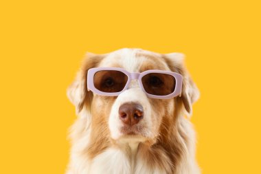 Sarı arka planda güneş gözlüklü şirin Avustralya çoban köpeği.