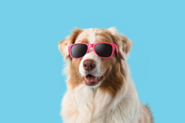 Mavi arka planda güneş gözlüklü sevimli Avustralyalı çoban köpeği