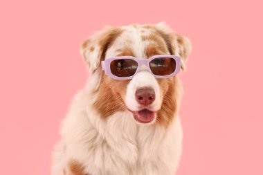 Pembe arka planda güneş gözlüklü sevimli Avustralyalı çoban köpeği