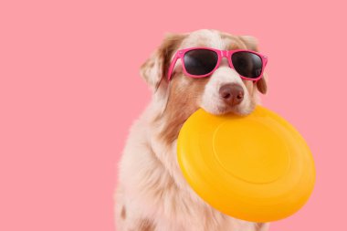 Güneş gözlüklü şirin Avustralyalı çoban köpeği ve pembe arka planda frizbi.