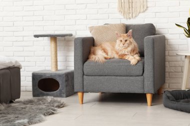 Maine Rakun Kedisi evdeki koltukta yatıyor.