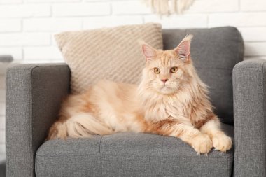 Maine Rakun Kedisi evdeki koltukta yatıyor.