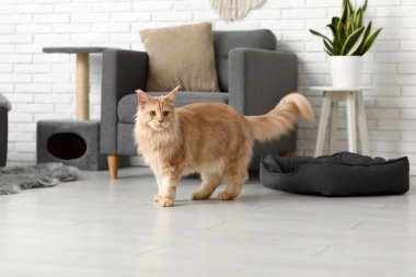 Maine Rakunu evde yerde yatıyor.