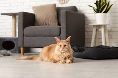 Maine Rakun Kedi evde yerde yatıyor.