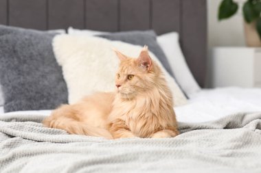 Maine Rakun Kedisi evde yatıyordu.