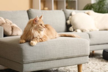 Maine Rakunu, oturma odasındaki gri kanepede yatıyor.