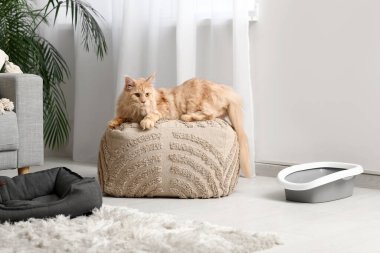 Maine Rakun Kedisi evde pouf üzerinde yatıyor.