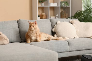 Tatlı Maine Rakunu kedisi oturma odasında gri kanepede yatıyor.