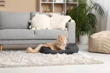 Maine Rakun Kedi evcil hayvan yatağında yatıyor.