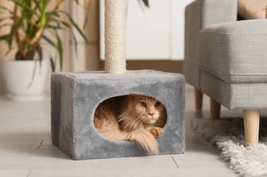 Şirin Maine Rakunu kedisi evinde yatıyor.