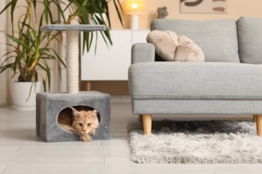 Şirin Maine Rakunu kedisi evinde yatıyor.