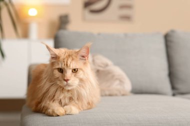 Maine Rakun Kedisi evdeki kanepede uzanıyor, yakın plan.