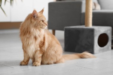 Maine Rakunu evde yerde oturuyor.