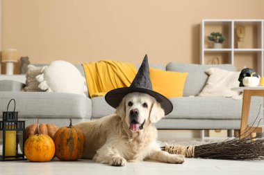 Cadı şapkalı şirin Labrador köpeği. Cadılar Bayramı süsleri ve süpürgesi evde yerde yatıyor.