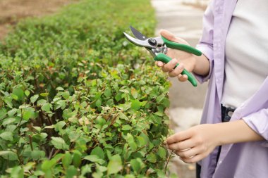 Bahçede çalıları kesen tarikatçıları olan genç bir kadın.