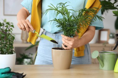 Evde yeşil bitkilerle ilgilenen genç bir kadın, yakın plan.