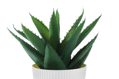 Beyaz arkaplanda suni aloe, yakın plan