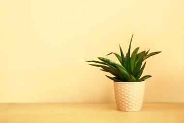 Bej duvarın yanındaki rafta yeşil ev bitkisi var.
